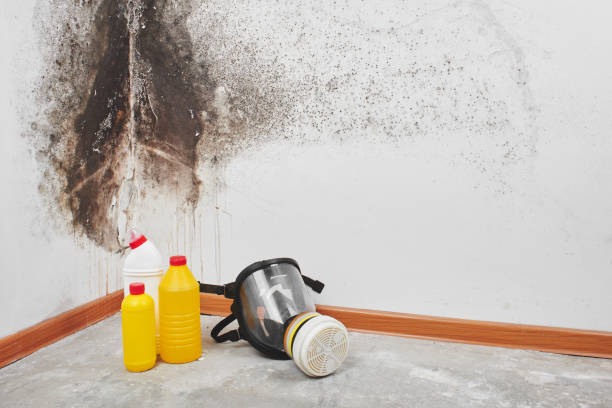 Best Mold Remediation  in Mount Ida, AR