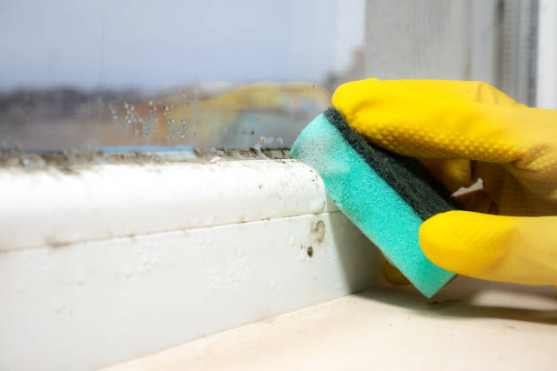 Best Mold Removal Near Me  in Mount Ida, AR