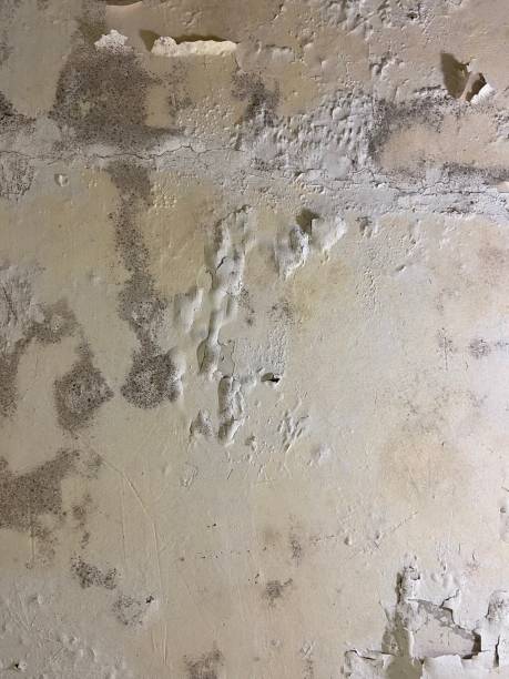 Best Black Mold Removal  in Mount Ida, AR