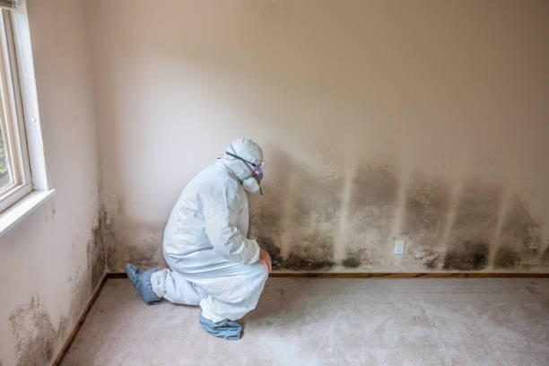 Best Certified Mold Removal  in Mount Ida, AR