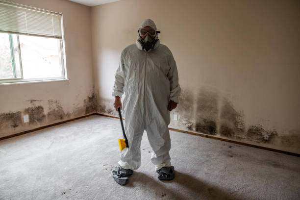 Best Toxic Mold Removal  in Mount Ida, AR