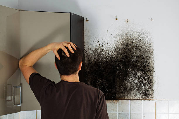 Mount Ida, AR Mold Removal Company