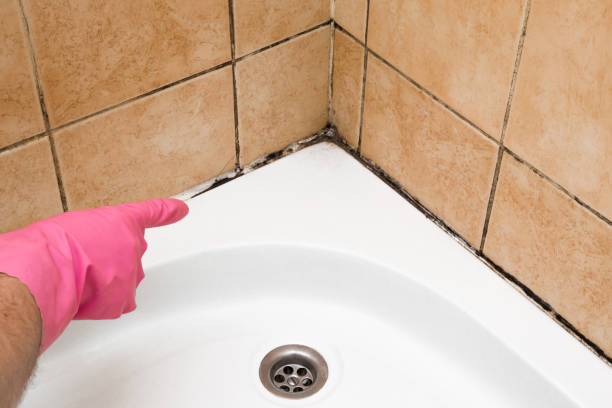 Best Emergency Mold Removal  in Mount Ida, AR